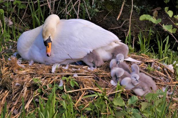 Border Counties Advertizer: Swan and Cygnets. Picture by Mary Morgan.